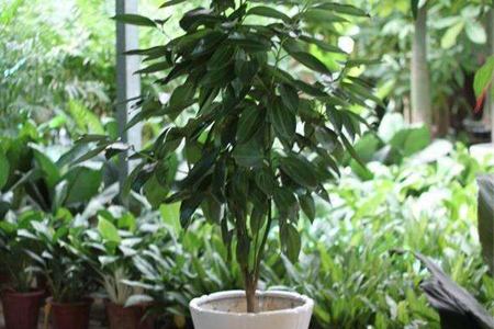 平安树枝条发黑解决办法，能救活吗？