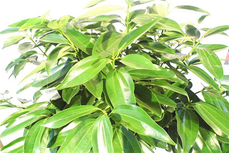 平安树枝条发黑解决办法，能救活吗？