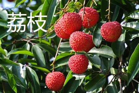 龙眼和荔枝的区别