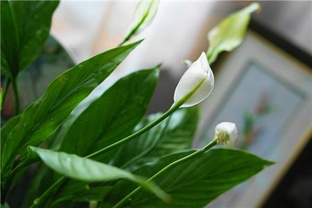 一帆风顺花摆放位置，有什么风水禁忌