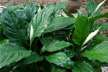 一帆风顺花摆放位置，有什么风水禁忌