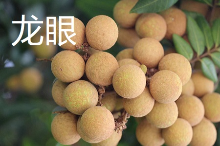 龙眼和荔枝的区别
