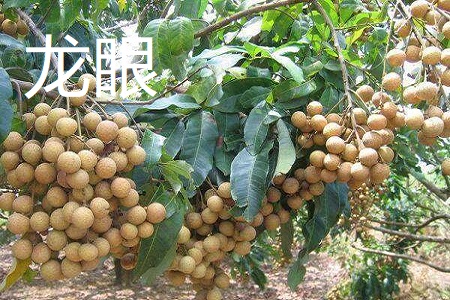 龙眼和荔枝的区别