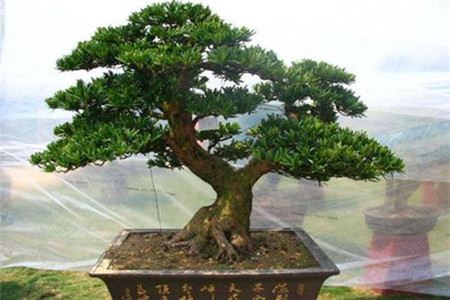 四大镇宅之树是啥，屋前种什么树最旺？