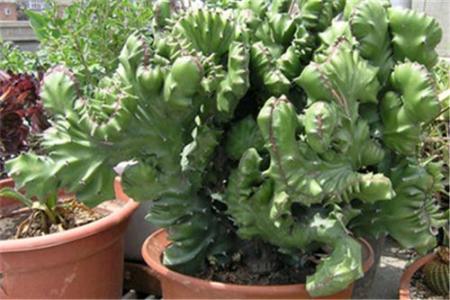 四大镇宅之树是啥，屋前种什么树最旺？