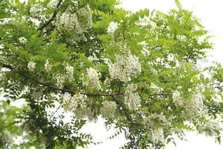 四大镇宅之树是啥，屋前种什么树最旺？