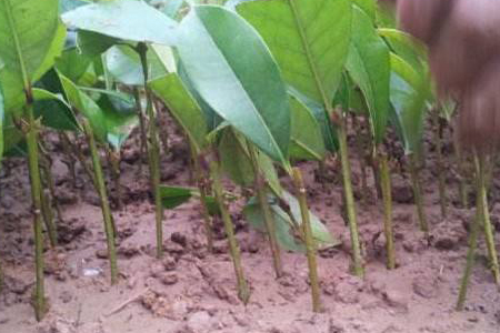 桂花的扦插办法，怎么水插生根？