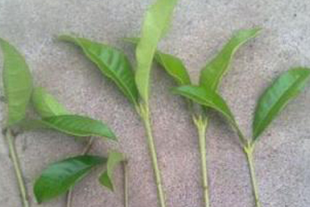 桂花的扦插办法，怎么水插生根？