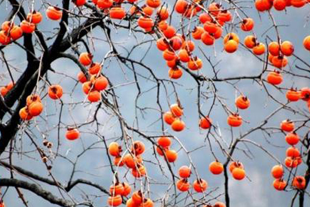 枣树怎么嫁接,能和什么树嫁接?