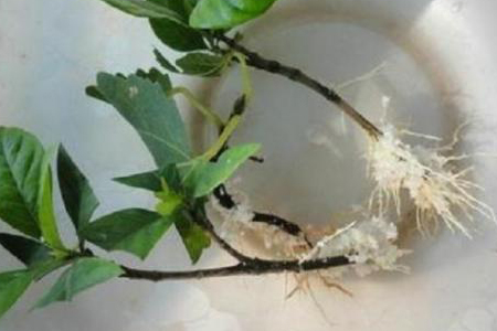 桂花的扦插办法，怎么水插生根？