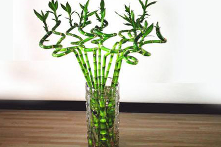 转运竹怎么种植才能更旺盛，养几支最旺运？