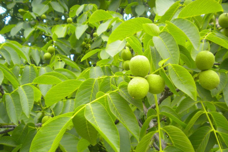 核桃什么时候成熟，几月采摘？