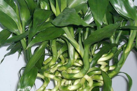 转运竹怎么种植才能更旺盛，养几支最旺运？