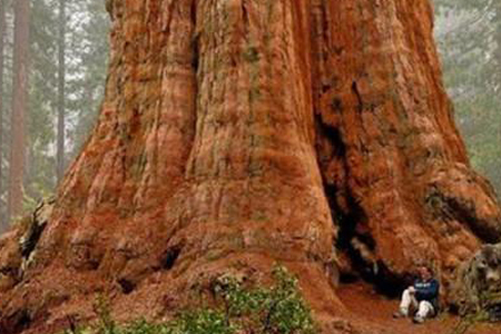 最大的植物是啥，有于什么地方？