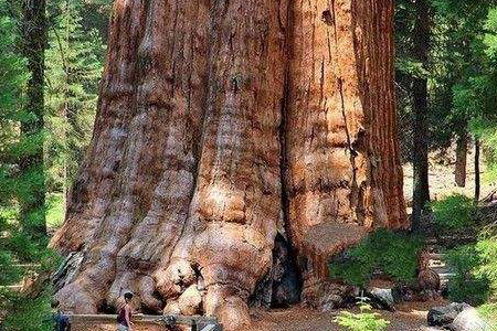 最大的植物是啥，有于什么地方？