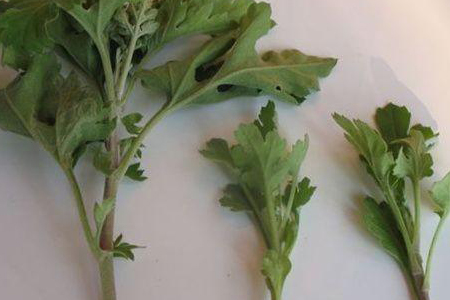 菊花怎么扦插:时间和办法详解