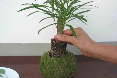 苔藓怎么在家里繁殖,可以在石头上养吗?