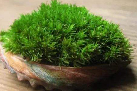 苔藓怎么在家里繁殖,可以在石头上养吗?