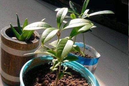 桂花移栽后多长活过来,移栽成活的标志是啥?