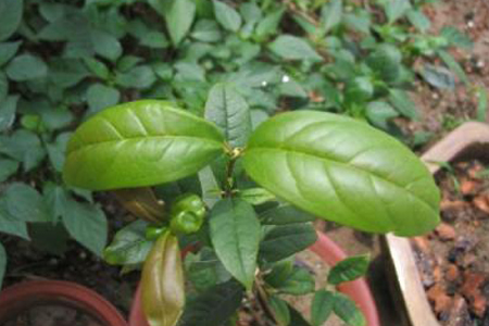 日香桂和四季桂哪个好,哪个花期更长,怎么种植?