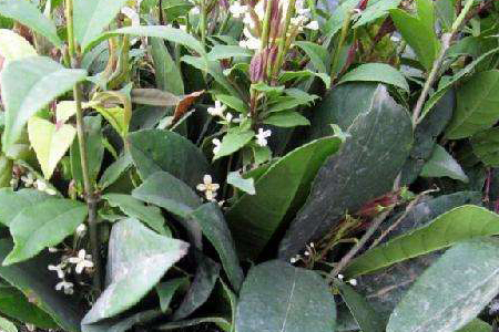 日香桂和四季桂哪个好,哪个花期更长,怎么种植?