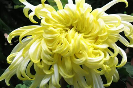 菊花秋天怎么种植,几天浇水,怎么修剪?