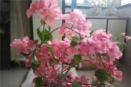 适合家里养的18种花,花期长好看又好养!