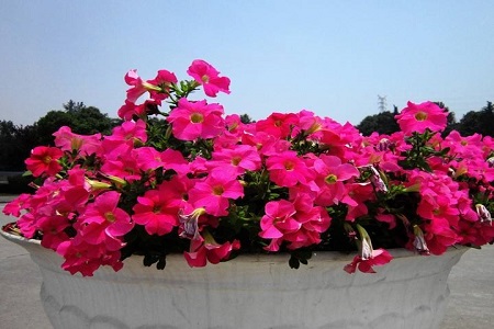 适合家里养的18种花,花期长好看又好养!