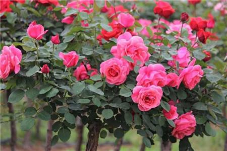 适合家里养的18种花,花期长好看又好养!