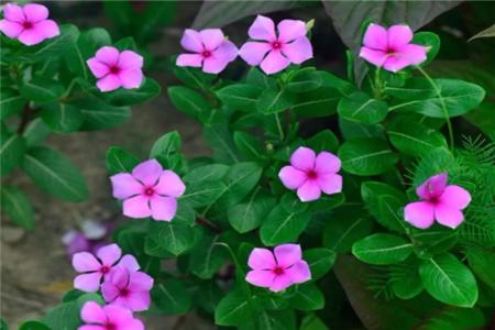 适合家里养的18种花,花期长好看又好养!