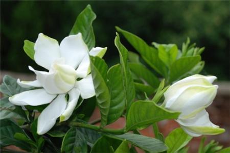 适合家里养的18种花,花期长好看又好养!