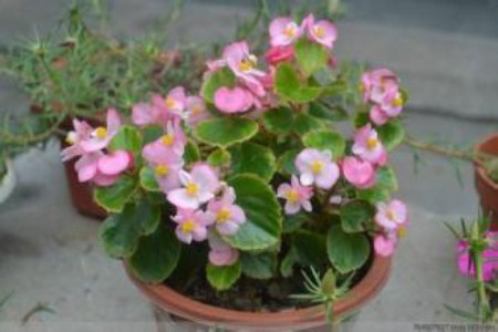 适合家里养的18种花,花期长好看又好养!