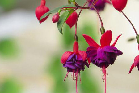 适合家里养的18种花,花期长好看又好养!