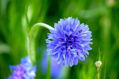 适合家里养的18种花,花期长好看又好养!