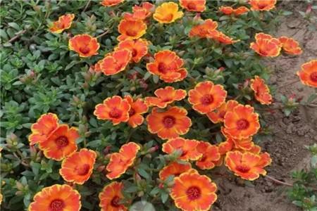 适合家里养的18种花,花期长好看又好养!