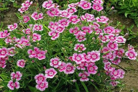 适合家里养的18种花,花期长好看又好养!