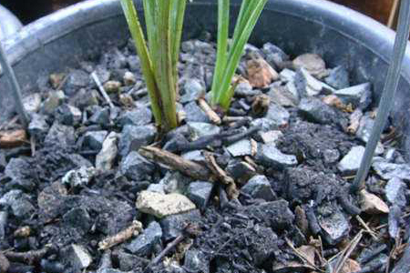 白掌里面能放草木灰吗,用什么土养最好?