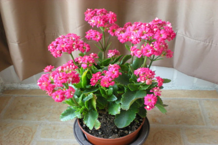 适合家里养的18种花,花期长好看又好养!