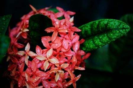 适合家里养的18种花,花期长好看又好养!