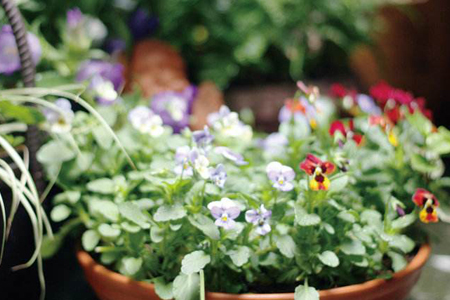 适合家里养的18种花,花期长好看又好养!