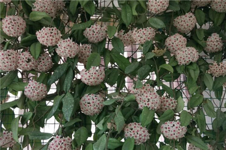 适合家里养的18种花,花期长好看又好养!