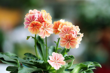 适合家里养的18种花,花期长好看又好养!