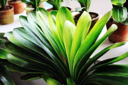 适合家里养的18种花,花期长好看又好养!