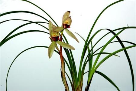 适合家里养的18种花,花期长好看又好养!