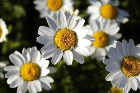 菊花的养殖办法和注意些什么(小菊花和盆栽菊花)