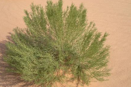 梭梭树能活多少年,和沙柳哪个好,有什么区别?