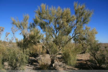 梭梭树能活多少年,和沙柳哪个好,有什么区别?