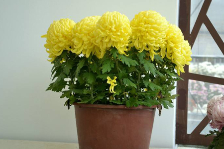 菊花的养殖办法和注意些什么(小菊花和盆栽菊花)