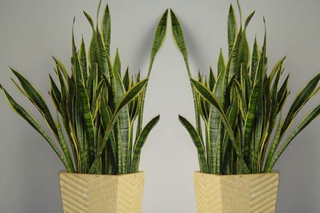 金边虎皮兰能长多高,适合多宽盆?