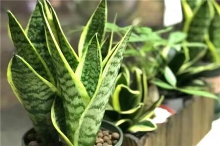 金边虎皮兰能长多高,适合多宽盆?